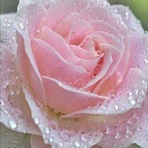 Meet your Posher, Ann